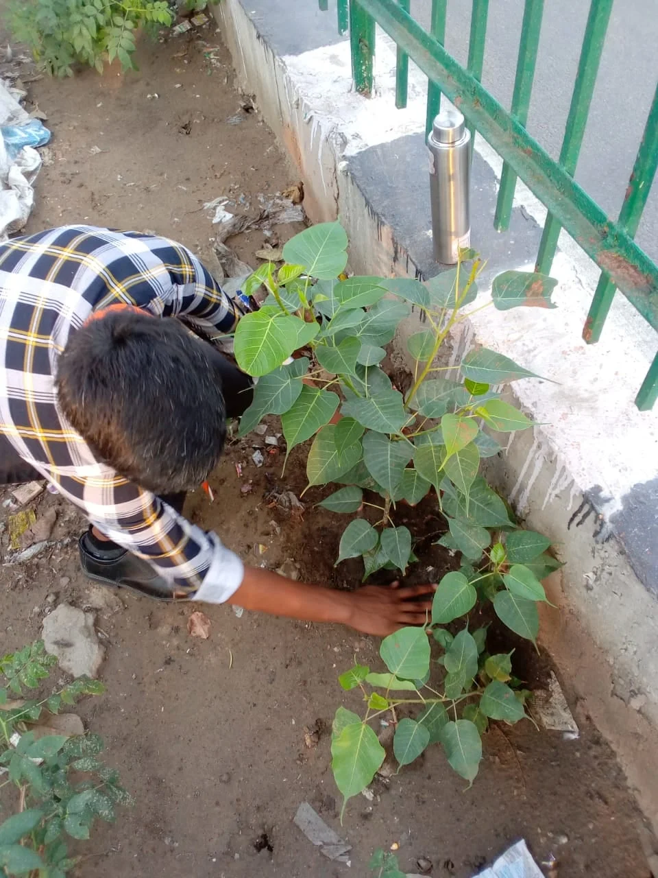 Person planting seedlings in soil with gardening tools nearby